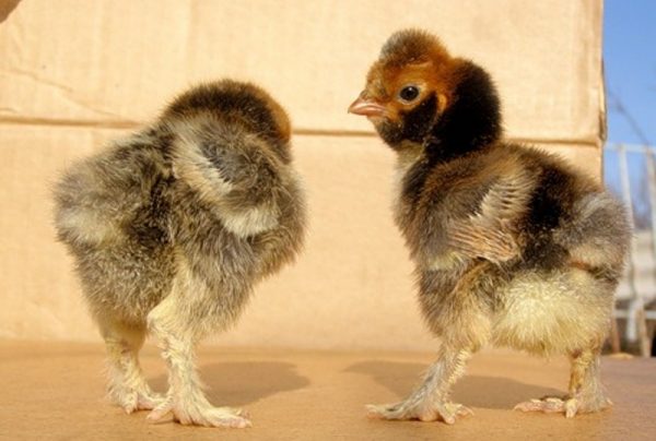  poullovsk poulets