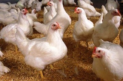  leggorn de poulets blancs dans la grange