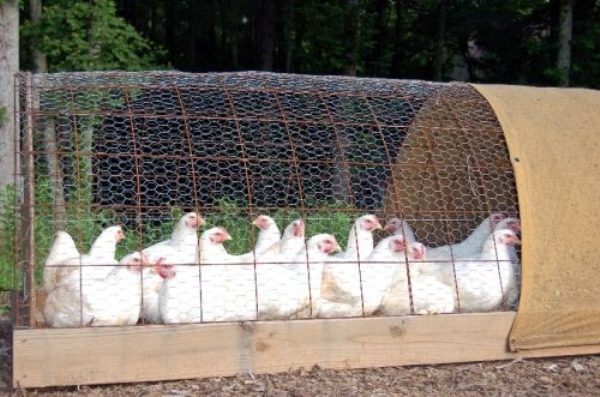  Poulets de chair dans une grille sur une parcelle personnelle