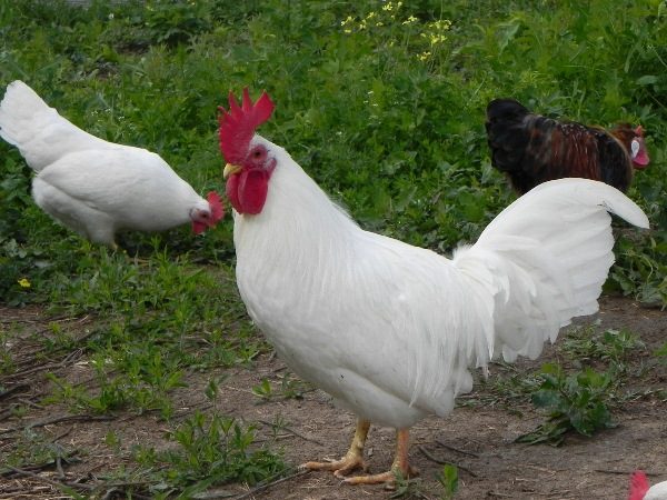  Leggorn nain de coq blanc