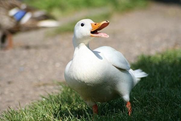  Race de canard laqué