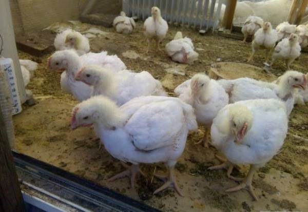  Poulets à griller avec plumage