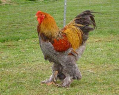  brama de coq coloré