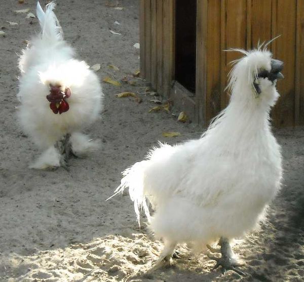  Poulet Chinois En Soie