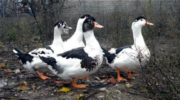  Canards de race Mulard dans la rue près de la maison