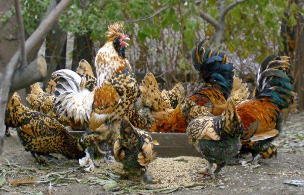  apparition de poules et de coqs de la race pavlovsk