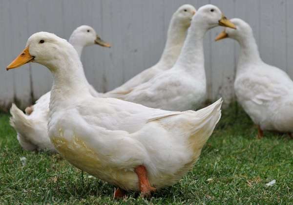  Canards de Pékin dans la cour