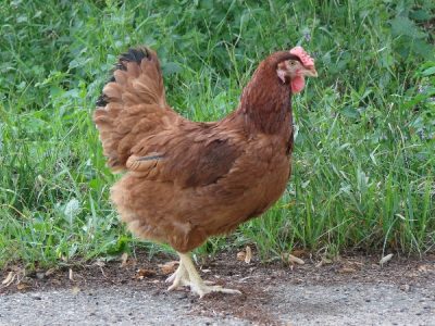  Poulet brun de race Leggorn