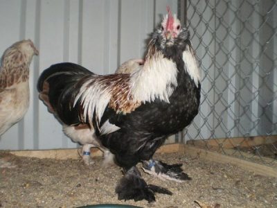  Photo de la boule de feu du coq