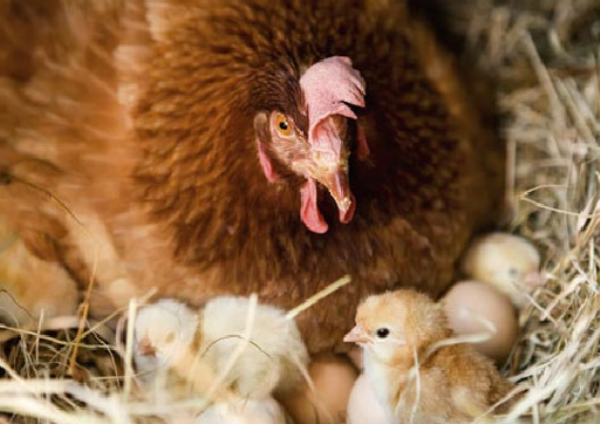  Bouche poule et poulet