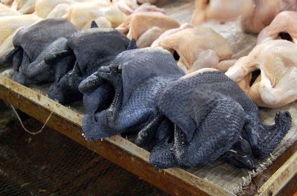  la viande de ces poulets est très utile