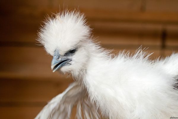  une telle peluche est très appréciée