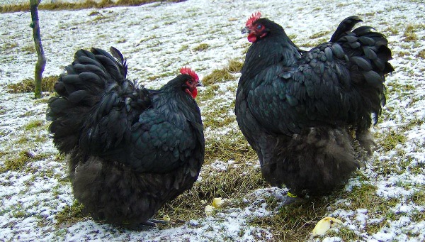  Poules Orpington Noires