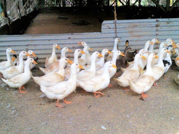  Race de canards de Pékin