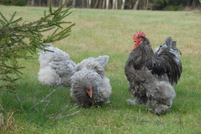  Perdrix Kokhinkhin Poules