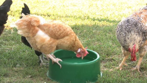  Les poulets boivent dans des bols