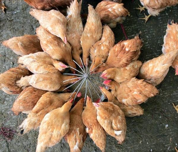  Alimentation saisonnière des poules pondeuses