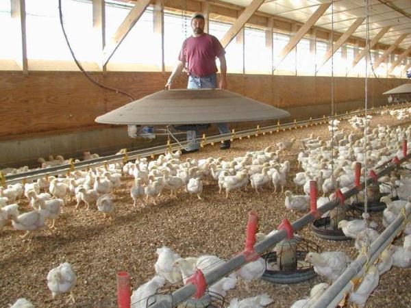  Ferme de poulet