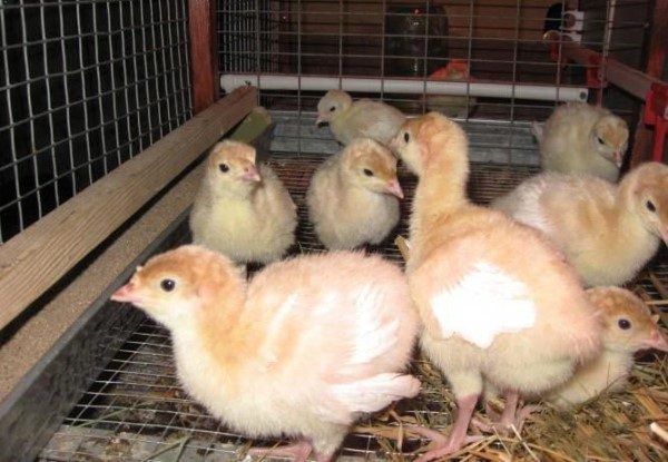  Garder et prendre soin des poussins de dinde