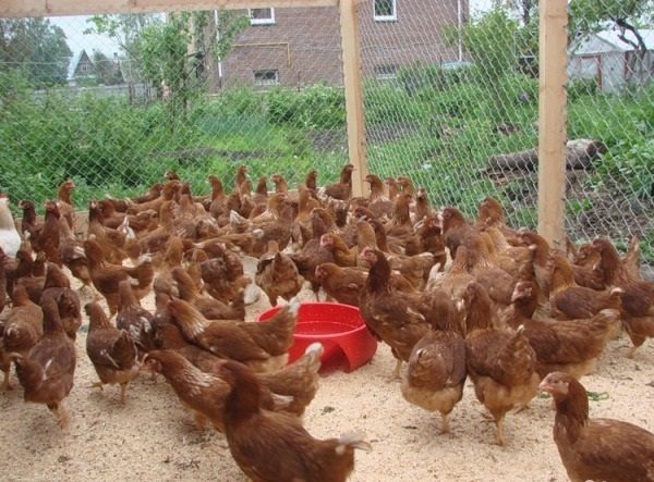  Poules pondeuses rhodonite