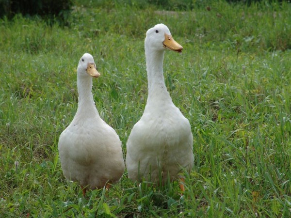  agidel de canard