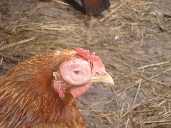  respiration sifflante des poulets de chair