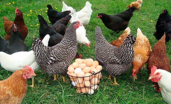  Collection de poules pondeuses