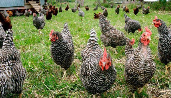  Poules pondeuses dans une ferme à pied