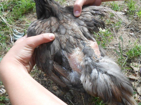  Poulet après peroed