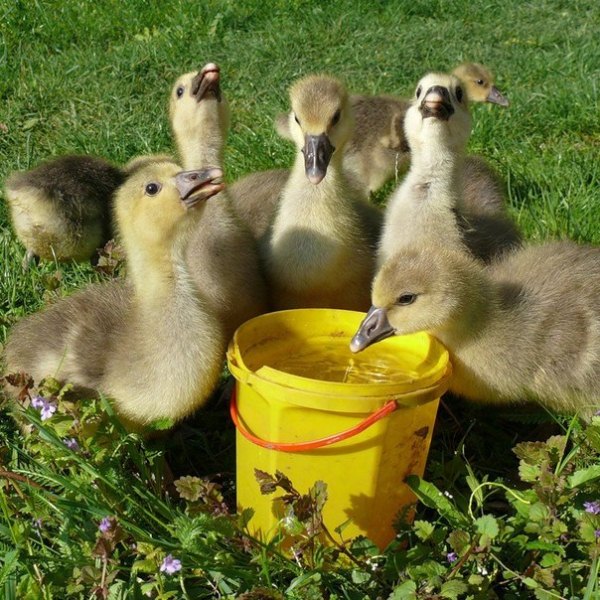  Les oisons boivent de l'eau