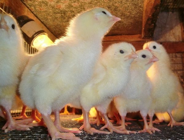  Poulets cultivés