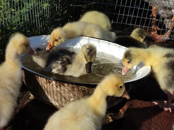  Les oisons boivent de l'eau