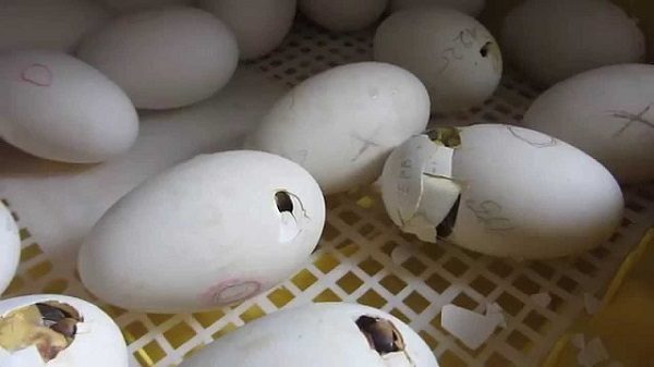  L'apparition de poussins dans l'incubateur.