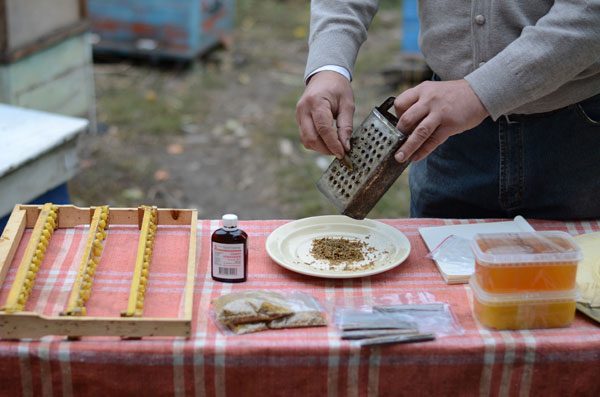  Comment préparer la teinture de propolis