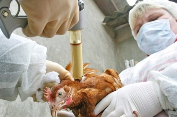  Poulets de vaccination