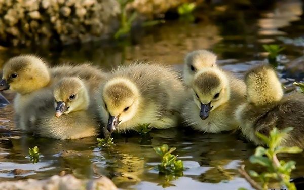  Les oisons boivent de l'eau