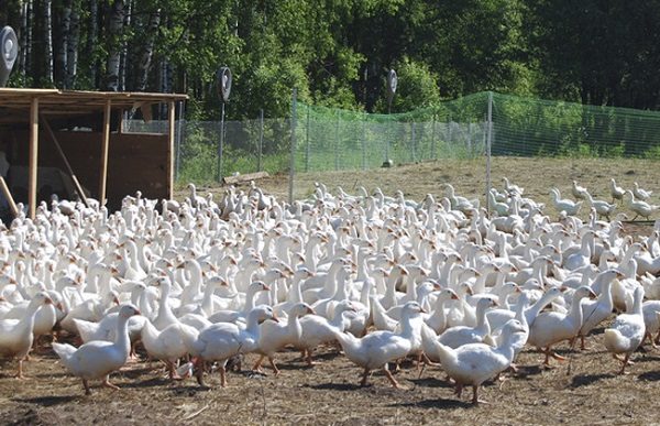  Élevage des oies. Ferme d'oie