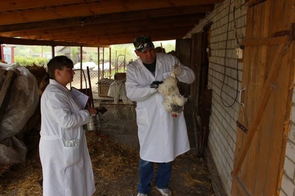  poulets de vaccination