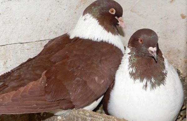  Pigeons dans le ménage