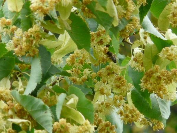  Fleurs de tilleul et abeille