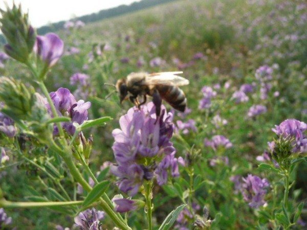  Abeille recueille le nectar de fleur de luzerne