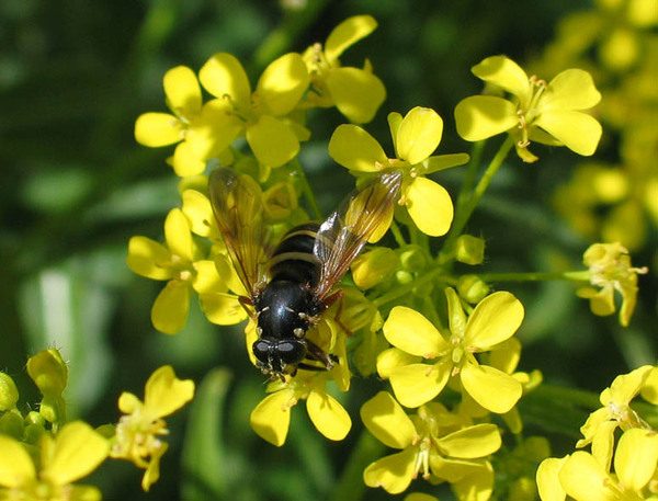  Abeille et trèfle jaune