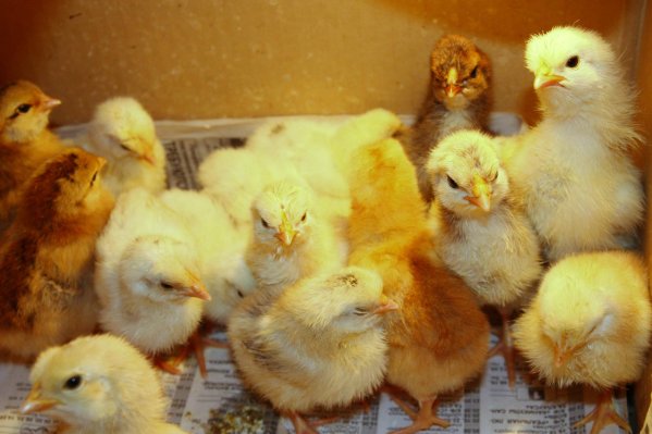  Bon entretien des poulets de chair nouvellement éclos