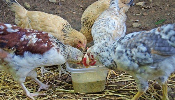  Les poulets mangent