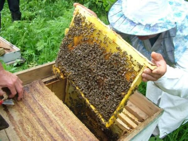  Cadre avec abeilles