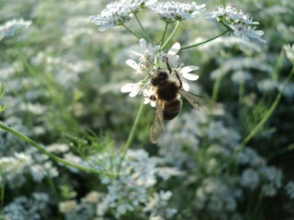  Sur la fleur de coriandre