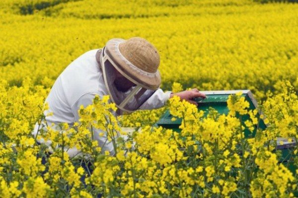  Apiculteur dans le champ de colza ouvre la ruche