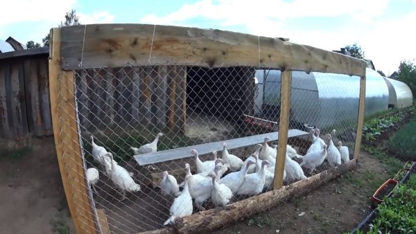  Dindonneaux dans la cage en plein air