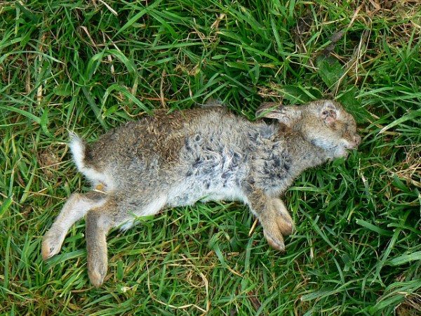  Lapin mort