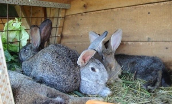  Lapins âgés de 2 mois